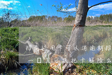 招商信用卡可以消逾期(招商信用卡逾期不到一個月可以把卡解除么)