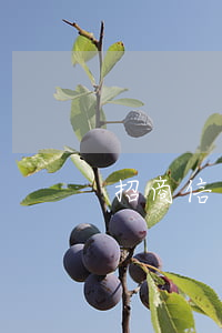 招商信用卡怎么計算逾期(怎樣算信用卡逾期)