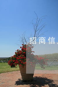 招商信用卡有一次小額逾期(招商信用卡 逾期)