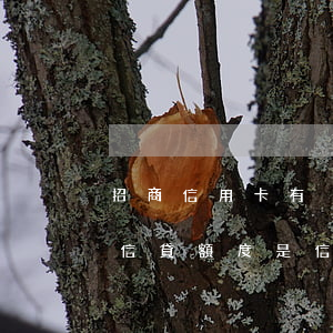 招商信用卡有沒(méi)有透支額度(招商信貸額度是信用卡額度嗎)