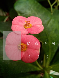 招商信用卡欠15萬-招商銀行欠信用卡9000