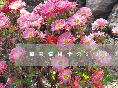 招商信用卡欠2000会起诉吗-