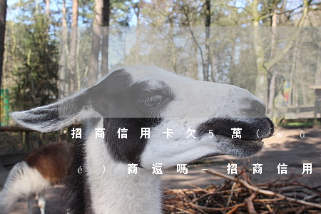 招商信用卡欠5萬(wàn)可以協(xié)商還嗎-招商信用卡欠5萬(wàn)可以協(xié)商還嗎