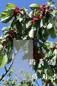 招商信用卡欠8000逾期4個(gè)月(信用卡25000逾期兩年了招商)
