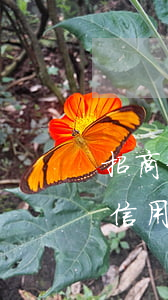 招商信用卡欠七萬(wàn)逾期三月(招商信用卡3000元逾期半年)