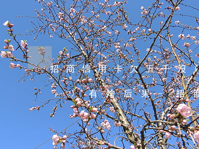 招商信用卡欠五千沒(méi)還會(huì)有啥后果-招商信用卡欠五千沒(méi)還會(huì)有啥后果嗎
