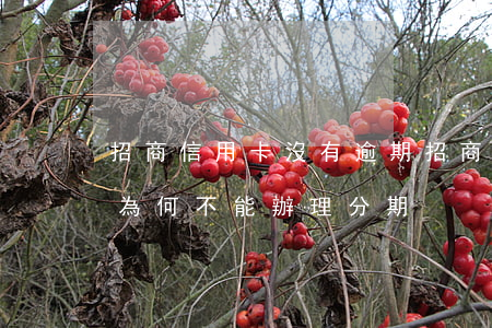 招商信用卡沒有逾期(招商信用卡沒有逾期過為何不能辦理分期)