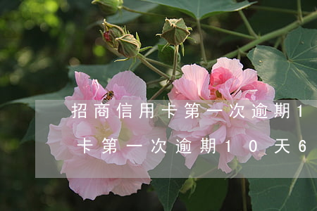 招商信用卡第一次逾期10天6-招商信用卡第一次逾期10天6次怎么辦