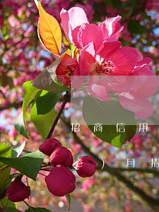 招商信用卡被凍結(jié)逾期半個(gè)月(招商銀行逾期半個(gè)月會(huì)被凍結(jié)還款卡么)