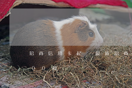 招商信用卡起訴最新(招商銀行欠信用卡8000被訴)