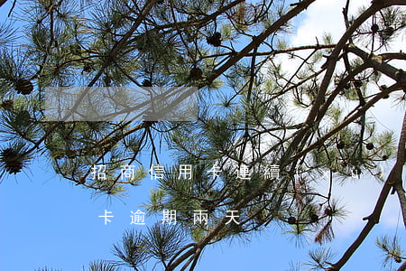 招商信用卡連續(xù)兩次逾期(招行信用卡逾期兩天)