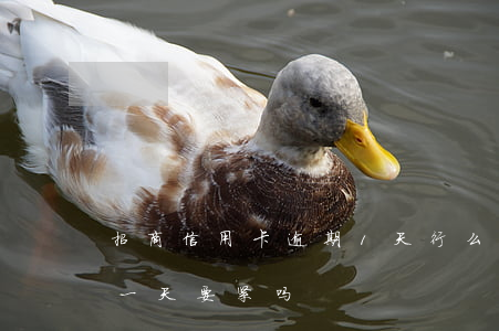 招商信用卡逾期1天行么(招商的信用卡逾期一天要紧吗)