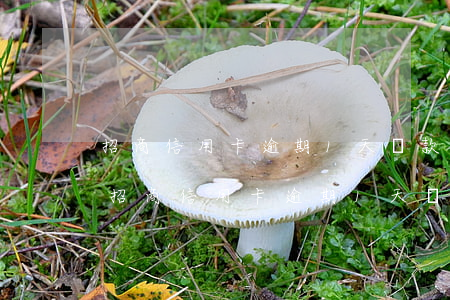 招商信用卡逾期1天還款會不會影響征信-招商信用卡逾期1天還款會不會影響征信記錄
