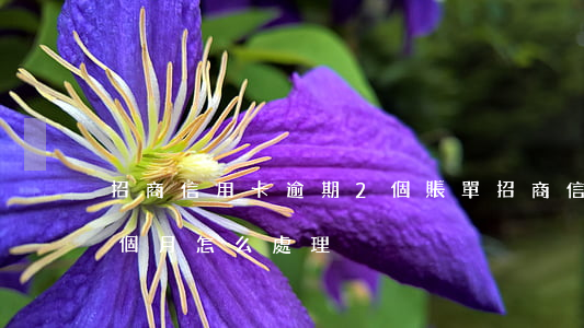 招商信用卡逾期2個賬單(招商信用卡逾期一個月怎么處理)