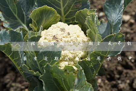 招商信用卡逾期2天不能提現(xiàn)(有逾期招商信用卡能申請(qǐng)通過嗎)