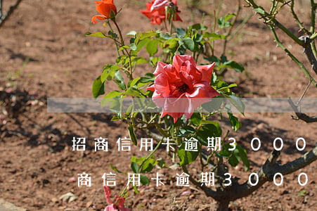 招商信用卡逾期3000塊錢一個月了-招商信用卡逾期3000塊錢一個月了怎么辦
