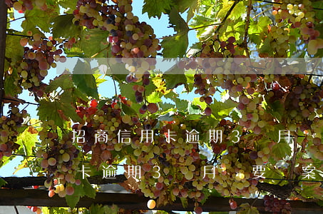 招商信用卡逾期3個月說要報案-招商信用卡逾期3個月說要報案是真的嗎