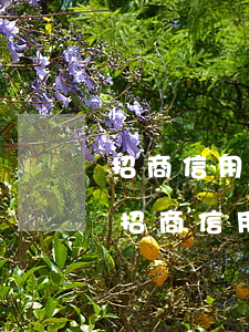 招商信用卡逾期3次還能提額嗎(2020年招商信用卡逾期三個(gè)月以上怎么處理)