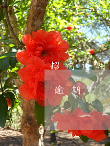 招商信用卡逾期4个月立案流程(招商信用卡逾期4个月立案流程图)