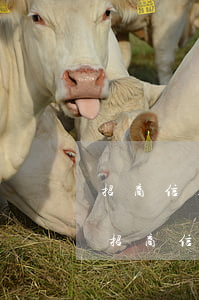 招商信用卡逾期4個(gè)月還款后果-招商信用卡逾期4個(gè)月還款后果是什么