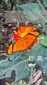 招商信用卡逾期6萬(wàn)上門了(招商銀行信用卡6萬(wàn)逾期)