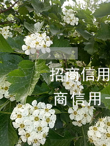 招商信用卡逾期7天上征信了影响大吗?-招商信用卡逾期7天上征信了影响大吗