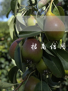 招商信用卡逾期7天會怎樣(招商信用卡 逾期)