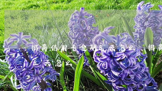 招商信用卡逾期8天怎么辦(招商信用卡逾期8天怎么辦)