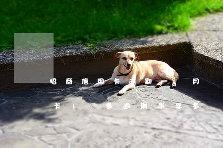 招商信用卡逾期一個月還上(欠招商銀行信用卡1萬多逾期半年多)