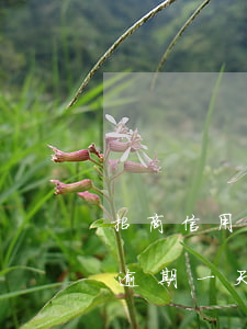 招商信用卡逾期一天會(huì)逾期(招商逾期一天會(huì)怎樣)