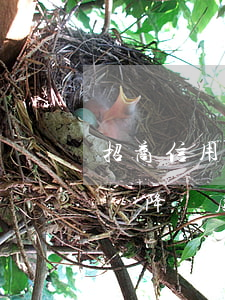 招商信用卡逾期一天會(招商信用卡逾期一天會降額度嗎)
