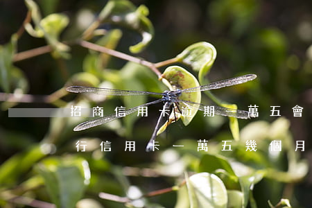 招商信用卡逾期一萬五會被起訴嗎(欠招商銀行信用卡一萬五幾個月會被起訴)