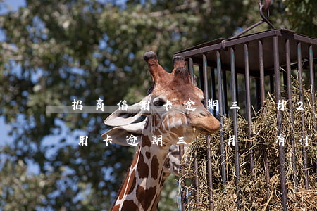 招商信用卡逾期三個月20000-招商信用卡逾期三個月會有什么后果是什么
