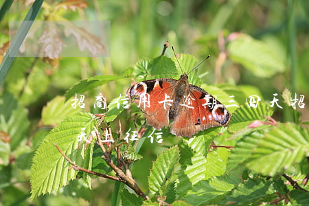 招商信用卡逾期三四天(招商信用卡逾期三四天上征信嗎)