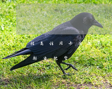 招商信用卡逾期不还的后果(招商银信用卡逾期当地警方)