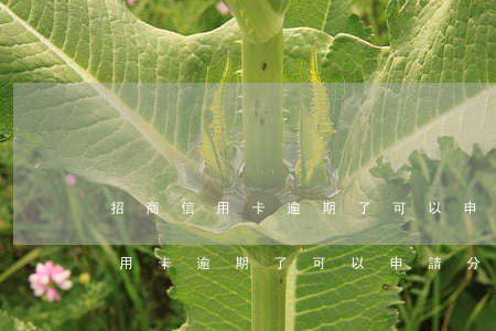 招商信用卡逾期了可以申請分期嗎-招商信用卡逾期了可以申請分期嗎怎么辦