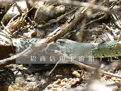 招商信用卡逾期了注銷怎么開(kāi)通