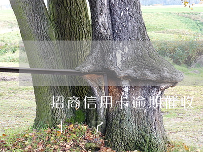 招商信用卡逾期催收說上門立案-招商催收上門了