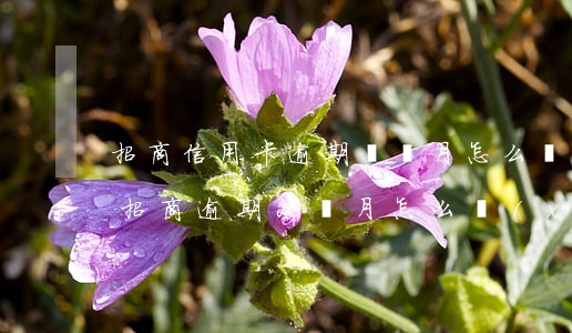 招商信用卡逾期兩個月怎么協(xié)商(招商逾期2個月怎么協(xié)商)
