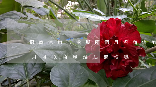 招商信用卡逾期兩個月(招商信用卡逾期兩個月可以商量延后還款嗎)