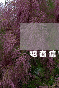 招商信用卡逾期凍結(jié)解凍方法