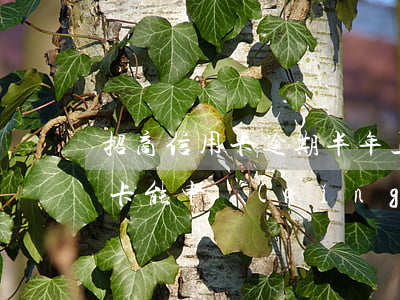 招商信用卡逾期半年上門了(有逾期招商信用卡能申請(qǐng)通過(guò)嗎)