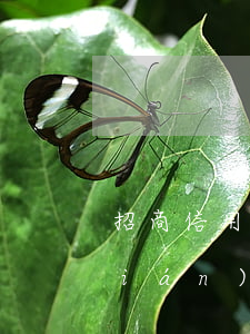 招商信用卡逾期協(xié)商怎么聯(lián)系花旗 如何舉報(bào)招商信用卡