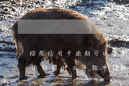 招商信用卡逾期可以分期還嗎(招商銀行沒有逾期為什么不能申請(qǐng)分期還款了)