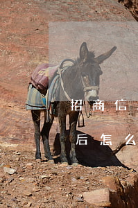 招商信用卡逾期后怎么開通(招商信用卡逾期后怎么開通)