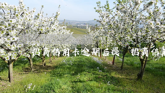 招商信用卡逾期后提額 招商信用卡 逾期