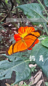 招商信用卡逾期多久凍結(jié)