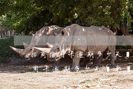 招商信用卡逾期多少天會影響信譽-招商信用卡逾期多少天會影響信譽等級