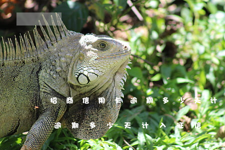 招商信用卡逾期多少天计入征信(招商信用卡逾期多少天计入征信)