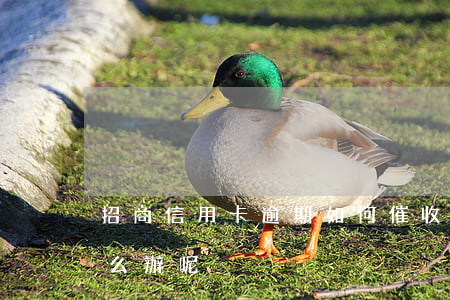 招商信用卡逾期如何催收(招商信用卡逾期怎么辦呢)